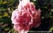 Rockii Peony: FEN ZHENG YAN